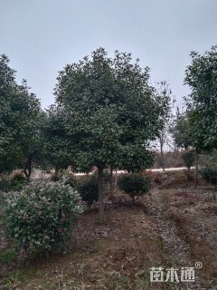 10公分红叶石楠