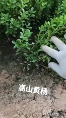 高度35厘米高山黄杨