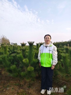 高度150厘米黑松