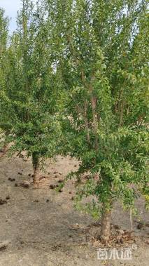 高度300厘米石榴