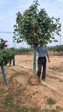 高度180厘米月季