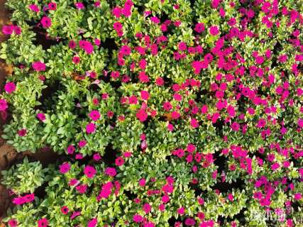 高度15厘米牵牛花