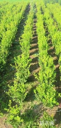 冠幅50厘米小叶黄杨球