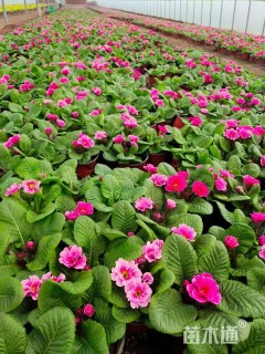 高度15厘米报春花