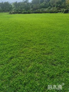 草块状马尼拉草