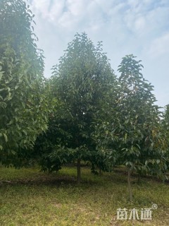 15公分二乔玉兰