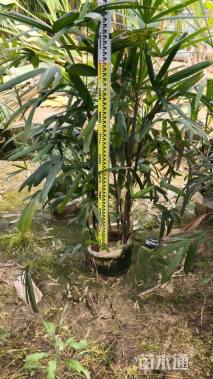 裸干高120厘米棕竹