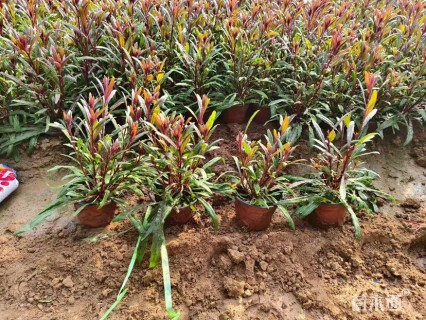 高度15厘米千鸟花