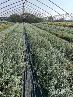 高度20厘米灌从石蚕