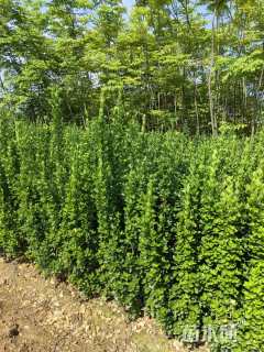 高度160厘米北海道黄杨