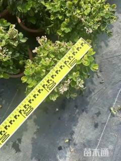 高度20厘米雪花木