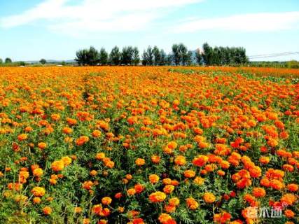 高度15厘米万寿菊