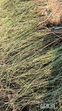 高度100厘米火棘