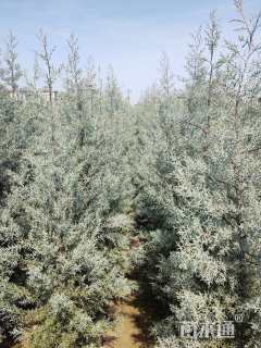 高度150厘米蓝冰柏