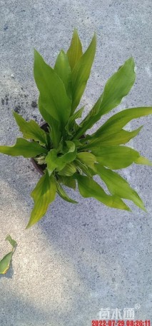 高度25厘米花叶玉簪