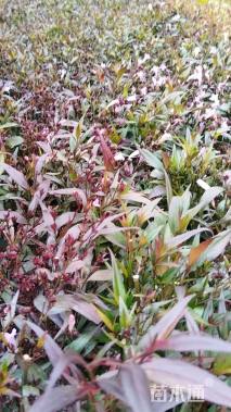 高度20厘米兰花