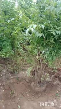 高度150厘米丛生金银木