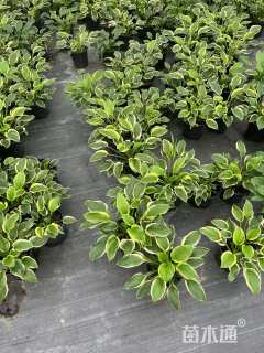 高度25厘米金边玉簪