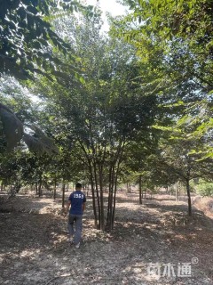 30公分(5杆)丛生榉树