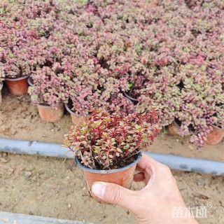 高度18厘米红景天