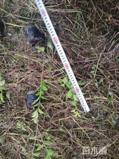 高度30厘米金叶女贞