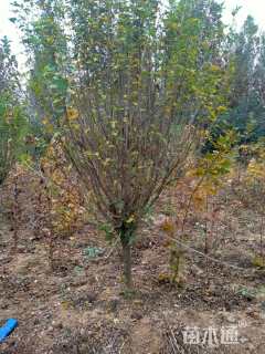 高度250厘米木槿