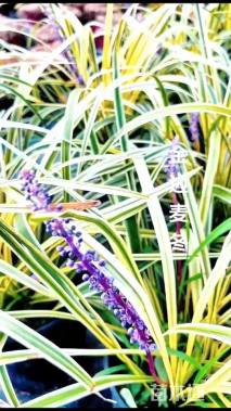 高度30厘米金边麦冬