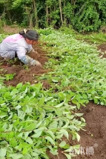 高度70厘米红瑞木