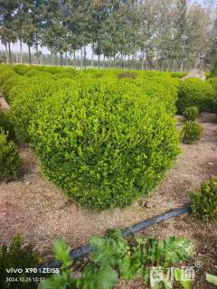 冠幅120厘米小叶黄杨球