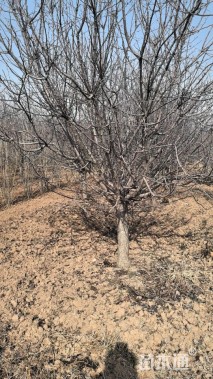 12公分垂丝海棠