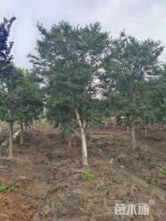 高度380厘米红花紫薇