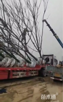 25公分复羽叶栾树