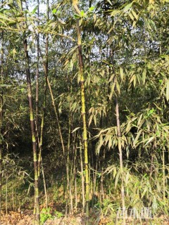 地栽苗斑竹