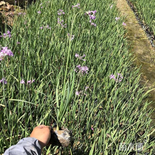 高度60厘米紫娇花