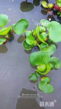 高度10厘米水葫芦
