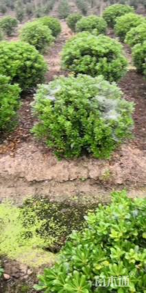 冠幅150厘米海桐球