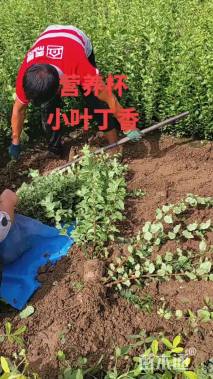 高度180厘米小叶丁香