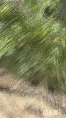 10公分海南黄花梨