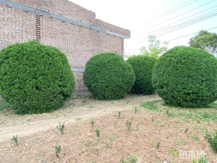 冠幅300厘米大叶黄杨球