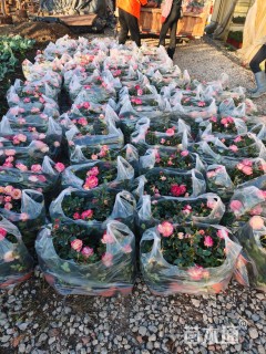 高度20厘米月季