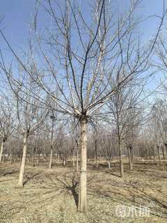 25公分金叶糖槭