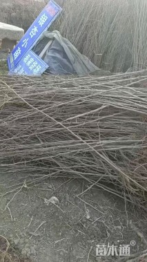 高度300厘米银杏小苗