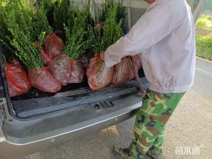 高度20厘米直立冬青