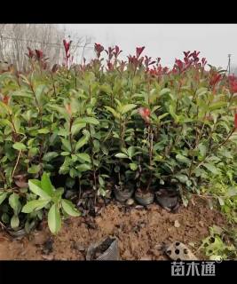 高度30厘米红叶石楠小苗