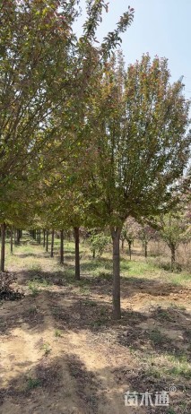 15公分绚丽海棠