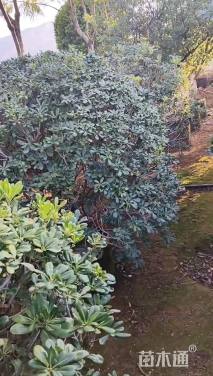 冠幅100厘米海桐球