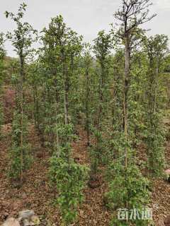 高度200厘米紫花三角梅