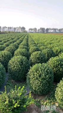 冠幅120厘米大叶黄杨球