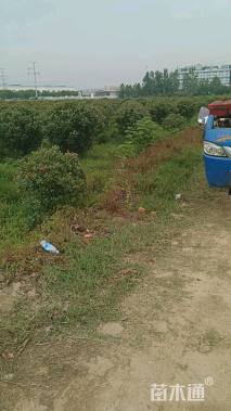 冠幅150厘米红叶石楠球