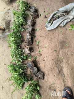 高度50厘米金森女贞